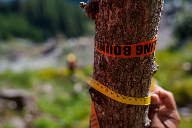 Person measuring the diameter of a tree.