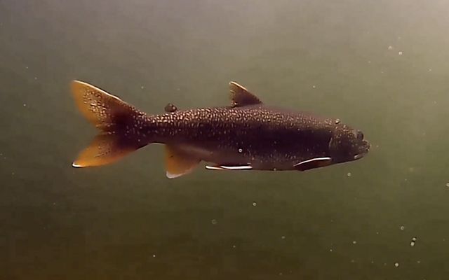 A picture of a trout underwater.