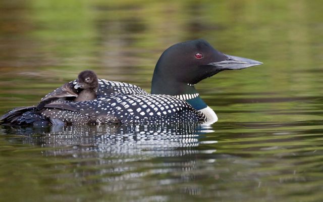 A loon floats in a pond with its baby resting on its back.
