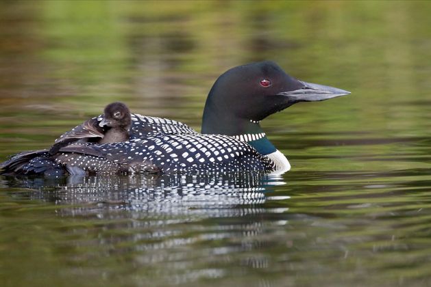 A common loon floats in the water with a chick on its back.