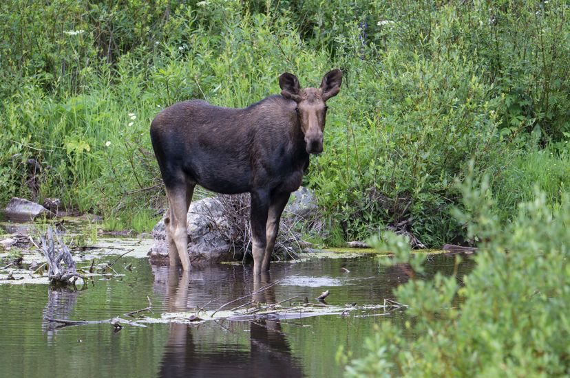 A moose stands in a shallow pond surrounded by green bushes.
