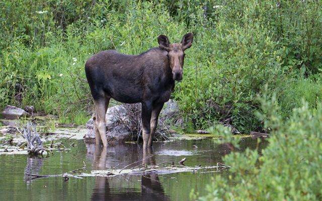 A moose stands in a shallow pond surrounded by green bushes.