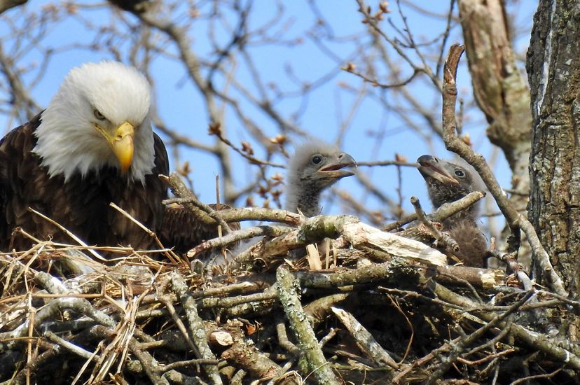 Eagle in nest with baby eagles.