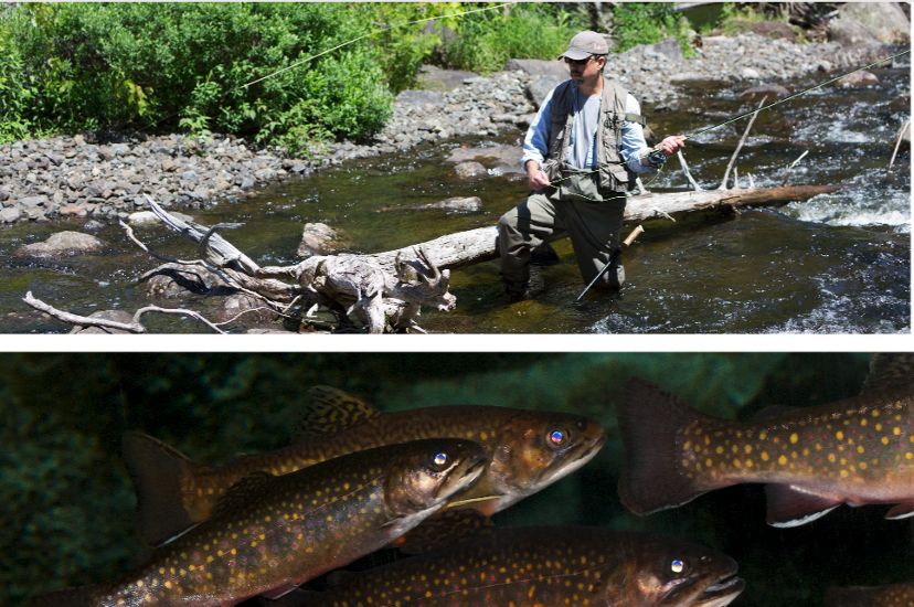 A collage image, on top is a  man fishing in low waters and below is a picture of brook trout. 