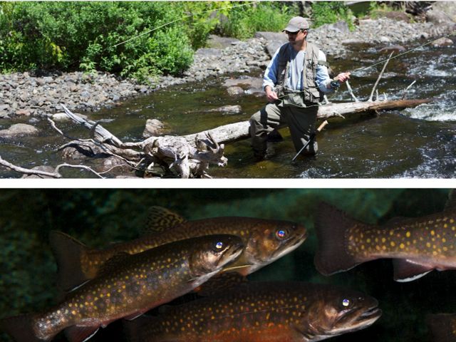 A collage image, on top is a  man fishing in low waters and below is a picture of brook trout. 