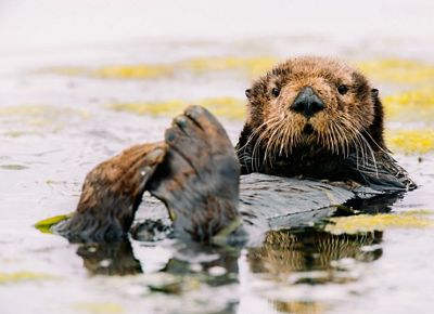 An otter floats on its back amongst seed grasses.