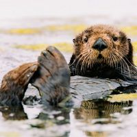 A southern sea otter rests and grooms in lower Elkhorn Slough, CA.