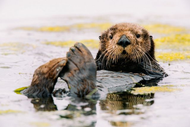 sea otter floats on its back in the water