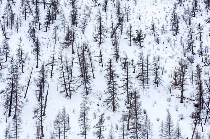 Larch forest in Mongolia