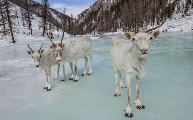 Caribou on a frozen lake in Mongolia