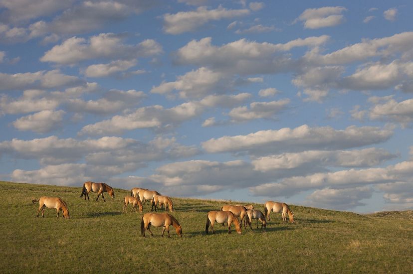 Przewalski's horse herd grazing in steppe