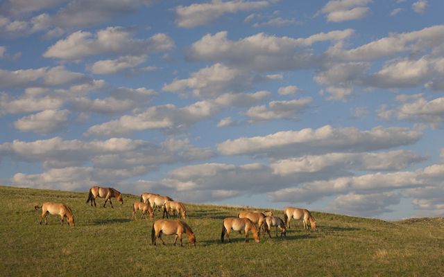 Przewalski's horse herd grazing in steppe