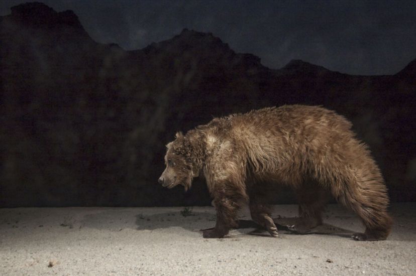 A remote camera captures a male Gobi grizzly bear visiting an oasis