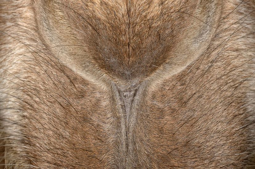The nose of a Bactrian camel
