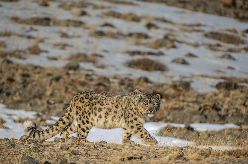 A snow leopard walks across grass and snow