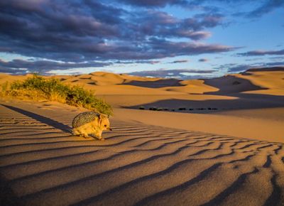 Long-eared hedgehog (Hemiechinus auritus) on dune bordering the Gobi Desert at sunset. Mongolia.