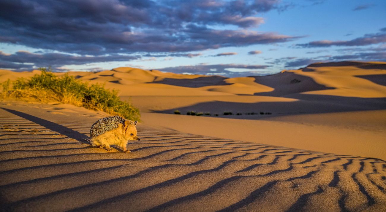 Long-eared hedgehog (Hemiechinus auritus) on dune bordering the Gobi Desert at sunset. Mongolia.