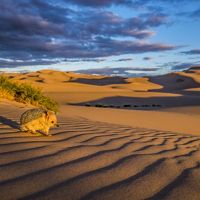 Long-eared hedgehog (Hemiechinus auritus) on dune bordering the Gobi Desert at sunset. Mongolia.