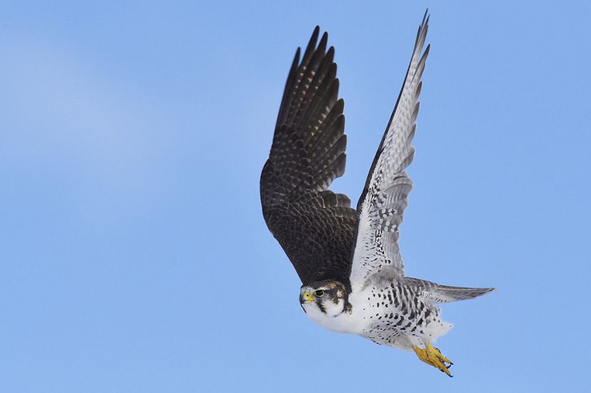 A Saker falcon in flight