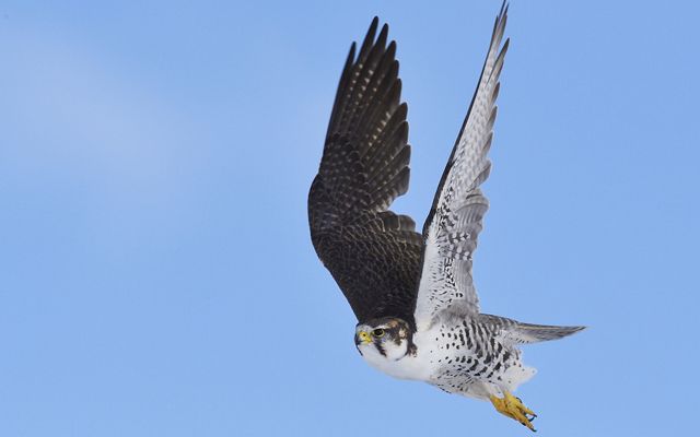 A Saker falcon in flight