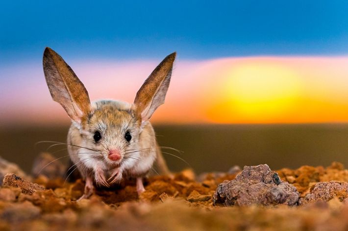 Long-eared jerboa at sunrise in Gobi Desert, Mongolia