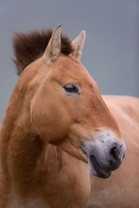 Przewalski's horse, Hustai National Park, Mongolia