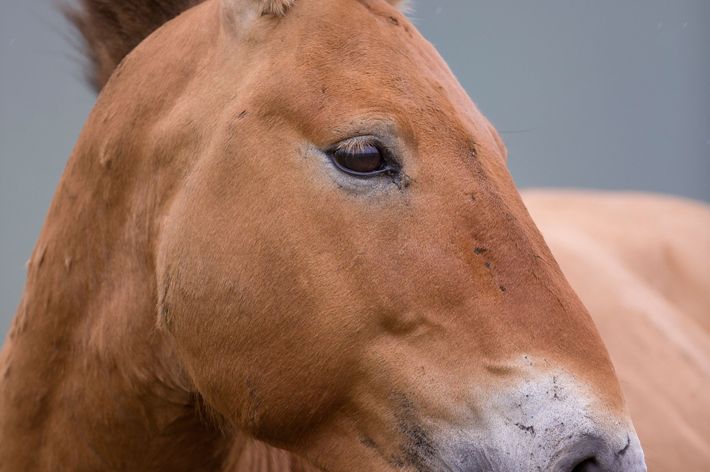 Przewalski's horse, Hustai National Park, Mongolia