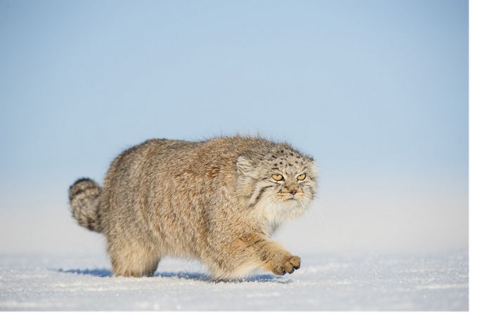 A Pallas's cat walking in snow in the Gobi Desert, Mongolia