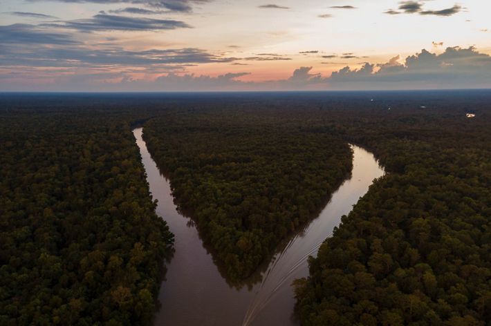 An aerial view of the Atchafalaya River at sunset looks like shining V surrounded by forest.