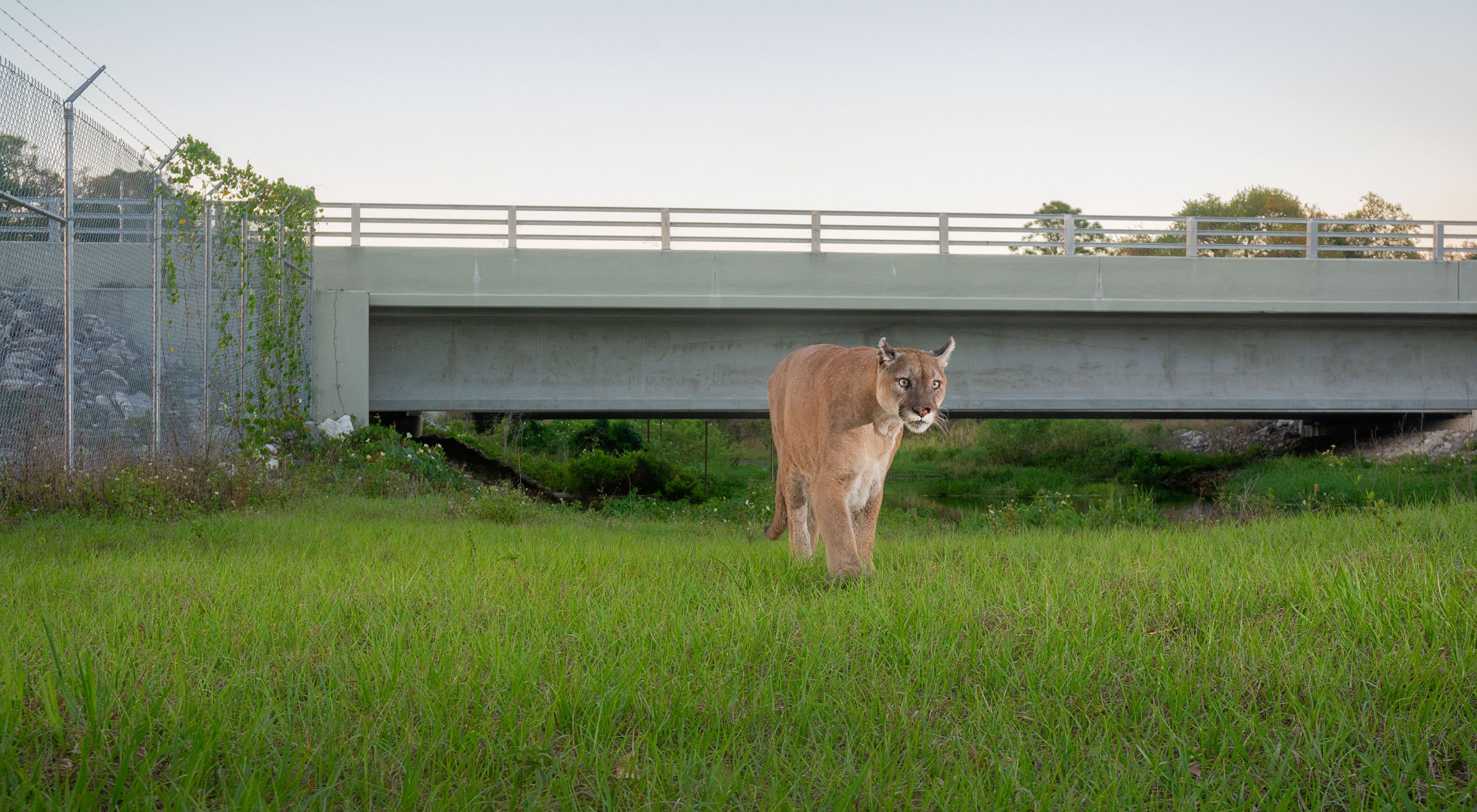 a panther walks under a highway on a wildlife crossing
