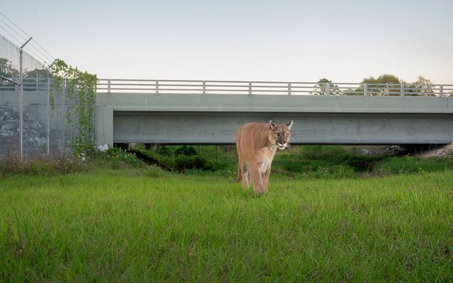 panther facing camera approaches on green grass, highway overpass in background