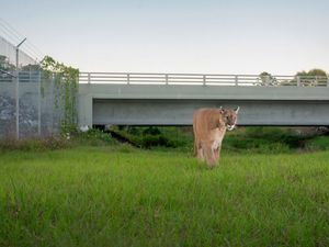 Pantera de Florida caminando frente a un cruce de vida silvestre
