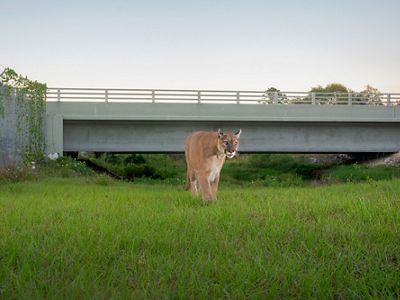 Florida panther crossing under SR80 via wildlife underpass