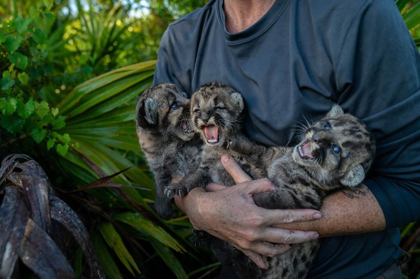 a person holds three panther kittens