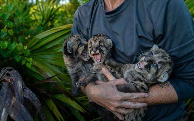 a person holds three panther kittens