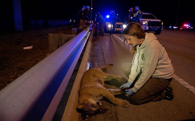 A woman examines a dead panther next to a highway