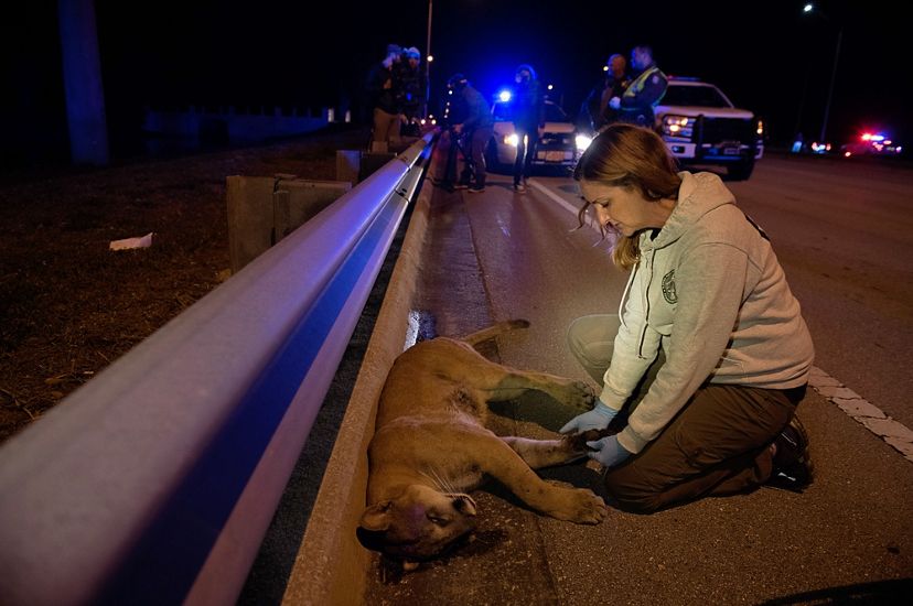 Una mujer examina una pantera muerta al lado de una autopista