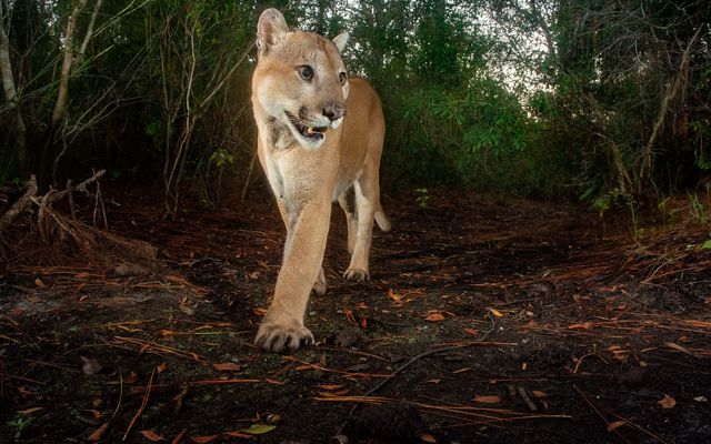 Florida panther close up walking towards the camera on a trail.