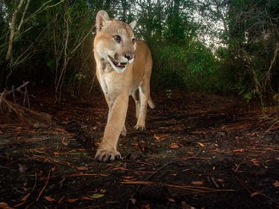 A trail camera captures a Florida panther walking along a trail.