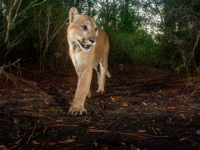 Florida panther close up walking towards the camera on a trail.