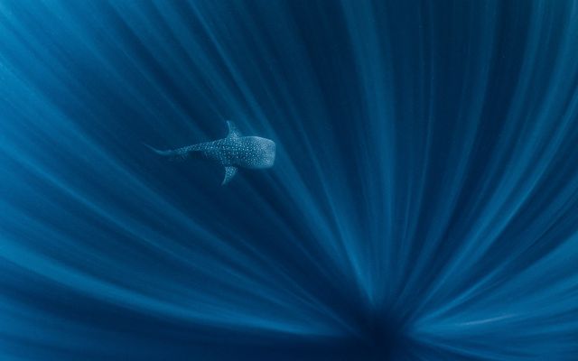 A whale shark in the ocean