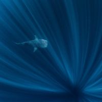 2019 Photo Contest - 1st Place - WaterA whale shark swimming in the depths of Ningaloo Reef, Western Australia. The rare weather conditions and visibility allowed for this image. The light rays penetrating the water can only be achieved when visibility is at its best and there is no wind.