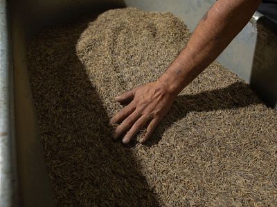 Brian Buck helps the ricers parch their wild rice harvest by roasting the grains over a wood-burning fire in his small-scale facility in Mahnomen, Minnesota.