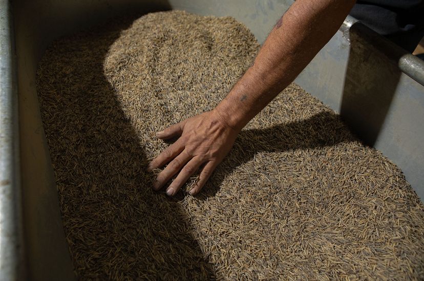 A hand moves through a pile of parched wild rice