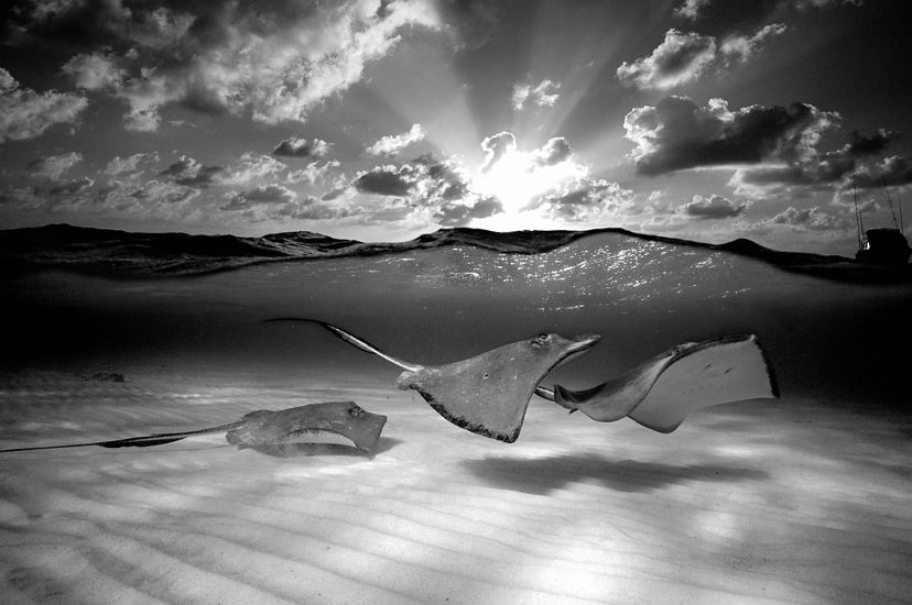 Rays swim in shallow water