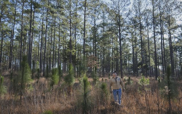 Man standing in tan jacket in a grove of young longleaf pines. 