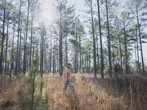 Man in a tan jacket walks through a grove of young and mature loblolly and longleaf pine trees. 