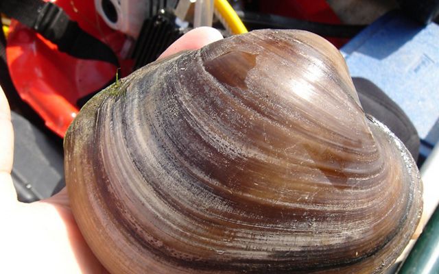 A large mussel is held in a persons hand.