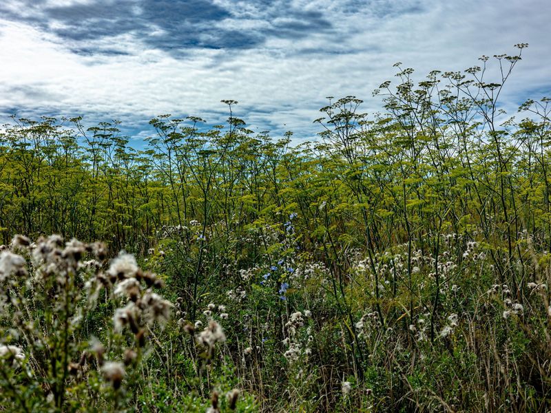 Fennel grows wild in a field, dappled sky behind it, while in front lush verges with wildflowers in abundance.