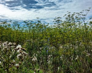 Fennel grows wild on former farmland in Norfolk, England as part of an initiative to introduce nature-based solutions at landscape-scale.